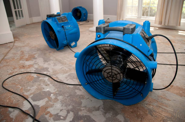 Best Basement water damage restoration  in Montegut, LA