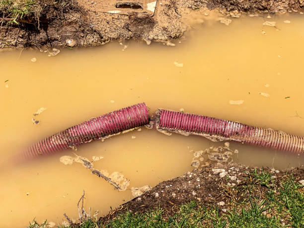 Best Flood restoration services  in Montegut, LA